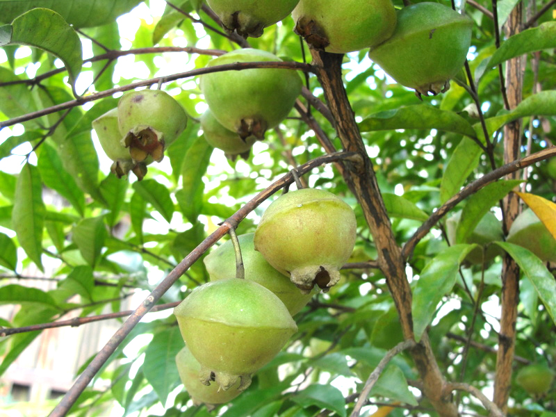 Fruta cambuci, nativa da Mata Atlântica e muito apreciada na culinária local de Ibiúna