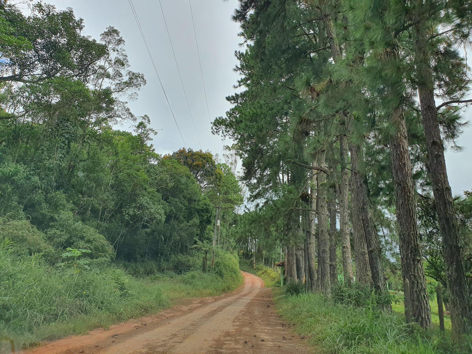 Trilha em meio à mata com vista panorâmica de Ibiúna